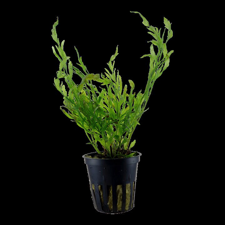African Water Fern - Bolbitis Heudelotii - Easy to Grow - Aquatic Plants - Canada Seller - Combined Shipping